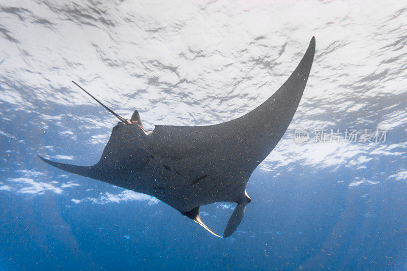 海洋蝠鲼(Manta birostris)游过清洁站。在世界自然保护联盟的红色名单中，这些优雅的动物正在成为野外罕见的景象。